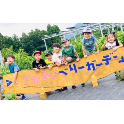 4名様用 さがみこベリーガーデンのブルーベリー食べホーダイ体験チケット!! 