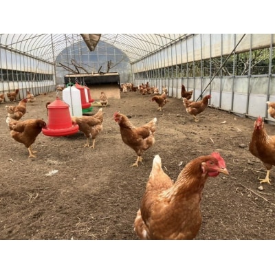 シャケちゃん農園の平飼い卵 30個 | 新鮮 鶏卵 玉子 たまご 生卵 ※離島への配送不可