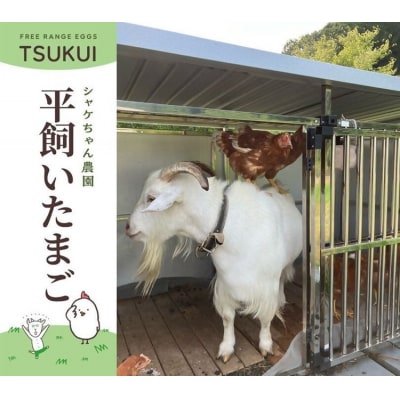 シャケちゃん農園の平飼い卵 30個 | 新鮮 鶏卵 玉子 たまご 生卵 ※離島への配送不可