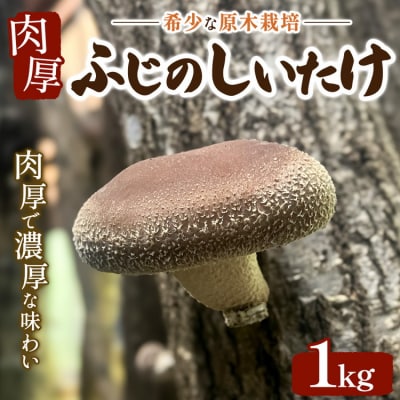 希少な原木栽培 肉厚 ふじのしいたけ 1kg ※2025年12月上旬～2026年4月上旬頃までに発送