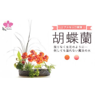 胡蝶蘭のウォーターアレンジ/オレンジ