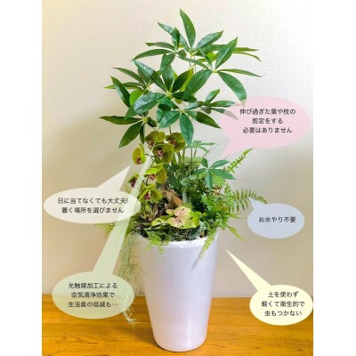 人工観葉植物 天然流木アート『パキラ/陶器』