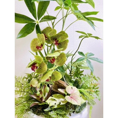人工観葉植物 天然流木アート『パキラ/陶器』