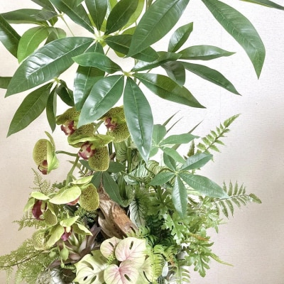人工観葉植物 天然流木アート『パキラ/陶器』