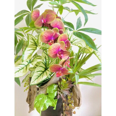 人工観葉植物 天然流木アート『パキラ』