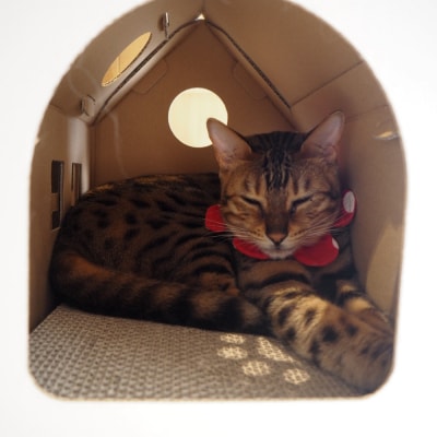 【白色】キャッツプレイハウス&専用つめとぎ10枚セット