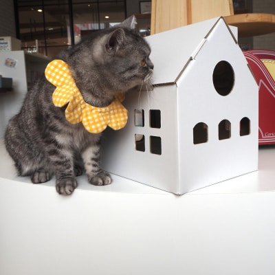 【白色】キャッツプレイハウス&専用つめとぎ10枚セット