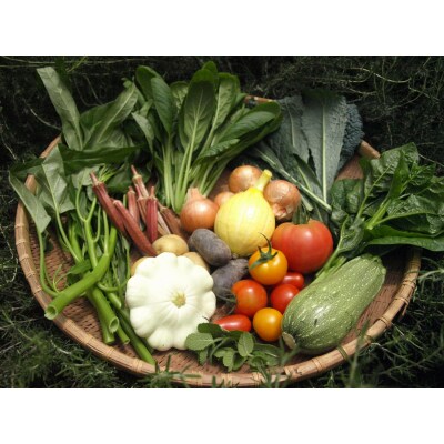 農薬化学肥料不使用 雲の上ガーデンのぴかぴか野菜セット【お試し便】