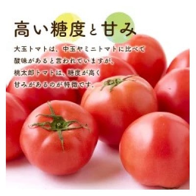 桃太郎トマト 12玉前後 約2kg U064-2VE-TM02