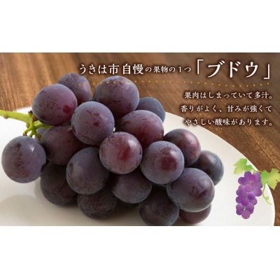 【先行予約】道の駅うきは厳選 巨峰 約3kg(5～9房)【2026年8月下旬～9月上旬発送予定】