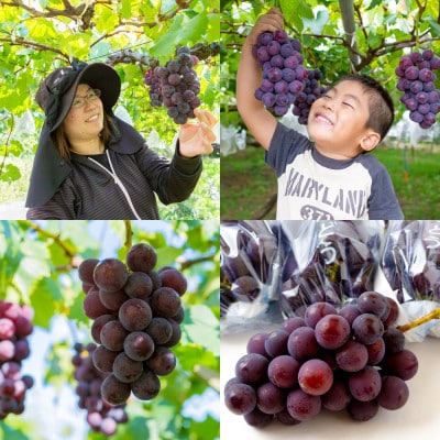 【先行予約】 やりみず農園 種なし 巨峰 2房から3房(約1kg)