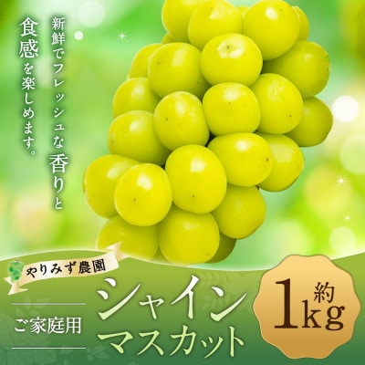 【先行予約】 やりみず農園 農家応援! ご家庭用 シャインマスカット(約1kg)