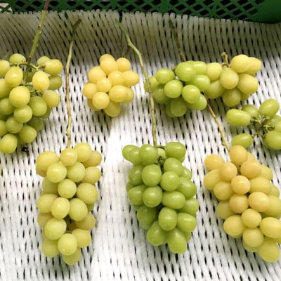 【先行予約】 やりみず農園 農家応援! ご家庭用 シャインマスカット(約1kg)