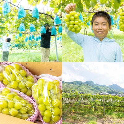 【先行予約】 やりみず農園 農家応援! ご家庭用 シャインマスカット(約1kg)