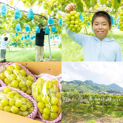 【先行予約】 やりみず農園 農家厳選! シャインマスカット 2房から3房(約1kg)