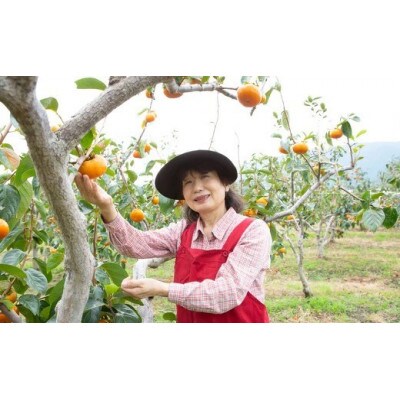 【のし付き】早秋柿 12～15玉U102-2KA-EA05