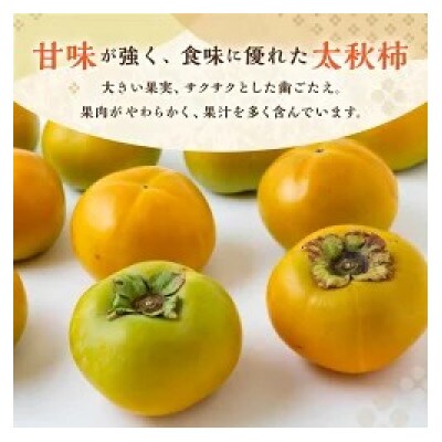 【のし付き】太秋柿 6玉前後U102-2KA-TA02