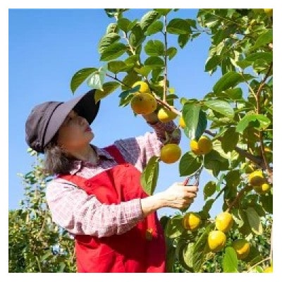 【のし付き】太秋柿 12〜15玉U102-2KA-TA05