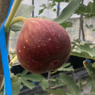 【2026年産先行受付】いちじく(とよみつひめ4パック) U102-2OF-FG04