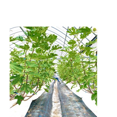 【2026年産先行受付】いちじく(とよみつひめ4パック) U102-2OF-FG04