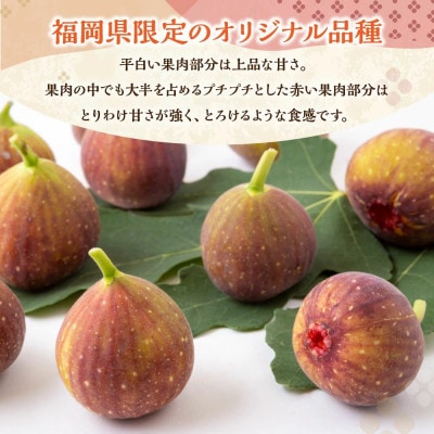 【2026年産先行受付け】いちじく(とよみつひめ2パック) U102-2OF-FG02