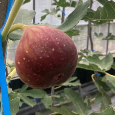 【2026年産先行受付け】いちじく(とよみつひめ2パック) U102-2OF-FG02