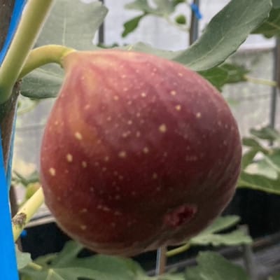 【2026年産先行受付】いちじく(とよみつひめ8パック) 102-0209