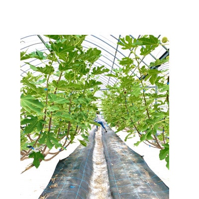 【2026年産先行受付】いちじく(とよみつひめ8パック) 102-0209