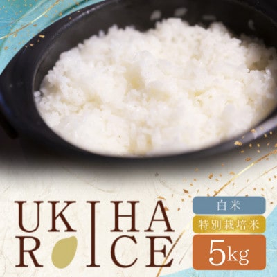 【毎月定期便】UKIHA RICE 白米5kg×3ヶ月(特別栽培米)063-0150x1全3回