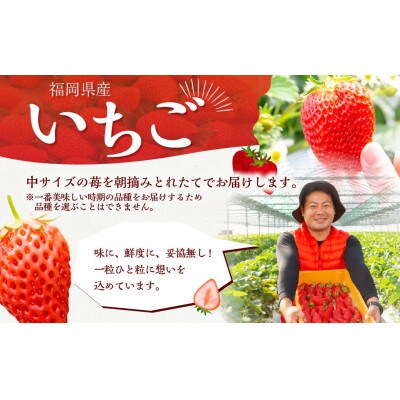 【2026年2月以降発送】よかもんいちご 4品種食べ比べセット　U089-2SB-CSE4-02