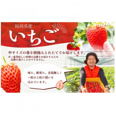 【2026年4月以降発送】よかもんいちご 4品種食べ比べセット　U089-2SB-CSE4-04