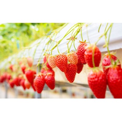 【2026年3月以降発送】よかもんいちご あまおう苺セット2パック　U089-2SB-ASE2-03