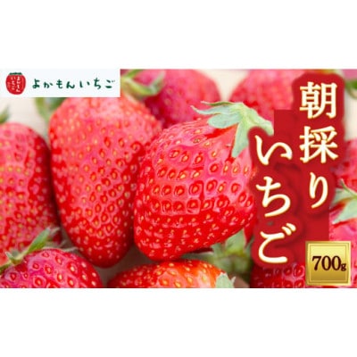 【2025年12月下旬以降発送】よかもんいちごの朝採りいちご約700g　U089-2SB-M070