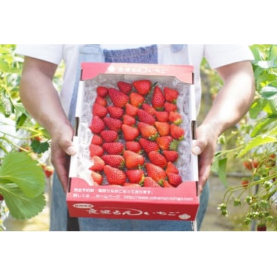 【2025年12月下旬以降発送】よかもんいちごの朝採りいちご約1kg　U089-2SB-M100