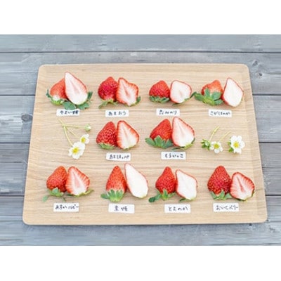 【2025年12月下旬以降発送】よかもんいちごの朝採りいちご約1kg　U089-2SB-M100