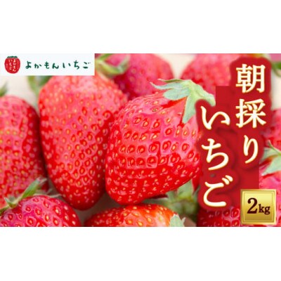 【2025年12月下旬以降発送】よかもんいちごの朝採りいちご約2kg　U089-2SB-M200