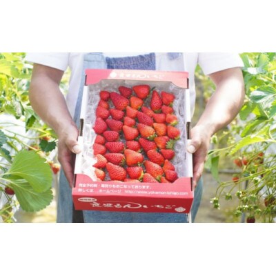 【2026年1月下旬以降発送】よかもんいちごの朝採りあまおういちご2kg　U089-2SB-A200