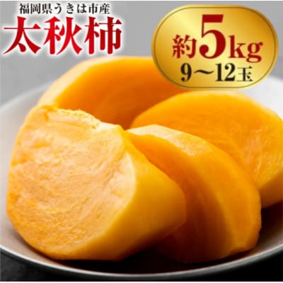 【先行予約】西見柿農園 太秋柿 9～12玉(約5kg)【2026年10月下旬～11月下旬発送予定】