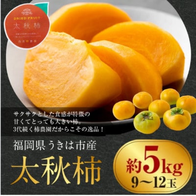 【先行予約】西見柿農園 太秋柿 9～12玉(約5kg)【2026年10月下旬～11月下旬発送予定】