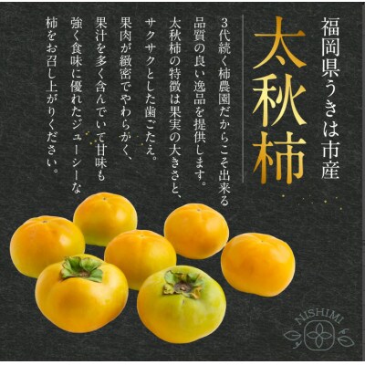 【先行予約】西見柿農園 太秋柿 9～12玉(約5kg)【2026年10月下旬～11月下旬発送予定】