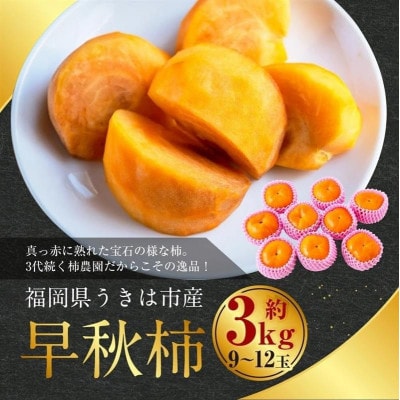【先行予約】西見柿農園 早秋柿 9玉から12玉(約3kg)【2026年10月上旬より順次発送予定】