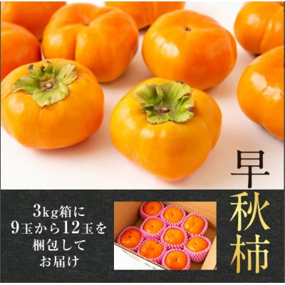 【先行予約】西見柿農園 早秋柿 9玉から12玉(約3kg)【2026年10月上旬より順次発送予定】