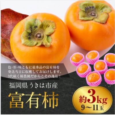 【先行予約】西見柿農園 富有柿 9玉から11玉(約3kg)【2026年11月上旬より順次発送予定】