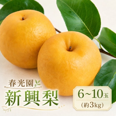 【2026年10月上旬より順次発送予定】春光園 新興梨 6～10玉(約3kg)(うきは市)