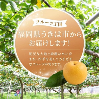 【2026年10月上旬より順次発送予定】春光園 新興梨 6～10玉(約3kg)(うきは市)