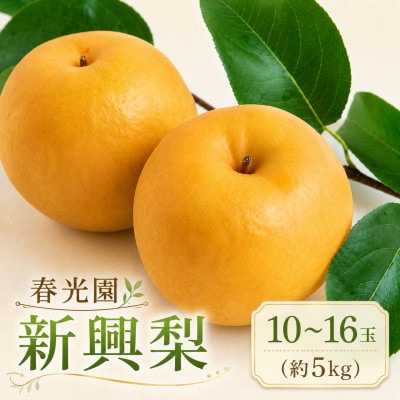 【2026年10月上旬より順次発送予定】春光園 新興梨 10～16玉(約5kg)(うきは市)
