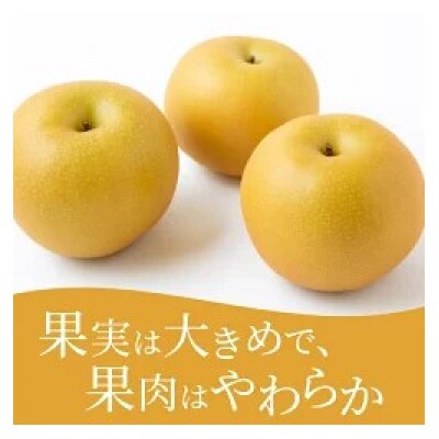 【2026年8月下旬より順次発送予定】春光園 秋月梨 6～10玉(約3kg)(うきは市)