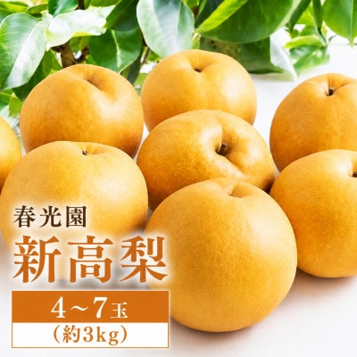 【2026年9月中旬より順次発送予定】春光園 新高梨 4～7玉(約3kg)(うきは市)