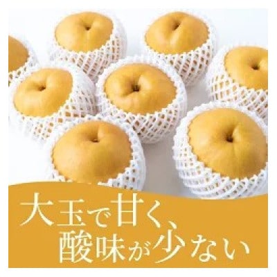 【2026年9月中旬より順次発送予定】春光園 新高梨 4～7玉(約3kg)(うきは市)
