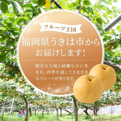 【2026年9月中旬より順次発送予定】春光園 新高梨 4～7玉(約3kg)(うきは市)